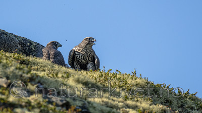 BB 14 0266 / Falco rusticolus / Jaktfalk